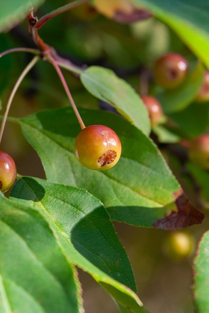 22／23賽季歐冠第2輪尤文圖斯1-2本菲卡 米利克破門米雷蒂送點.